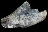 Bargain, Partial Tyrannosaurus Rex Tooth Fragment - Montana #92790-1